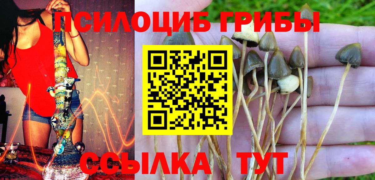 Псилоцибиновые грибы Psilocybe Каменск-Уральский